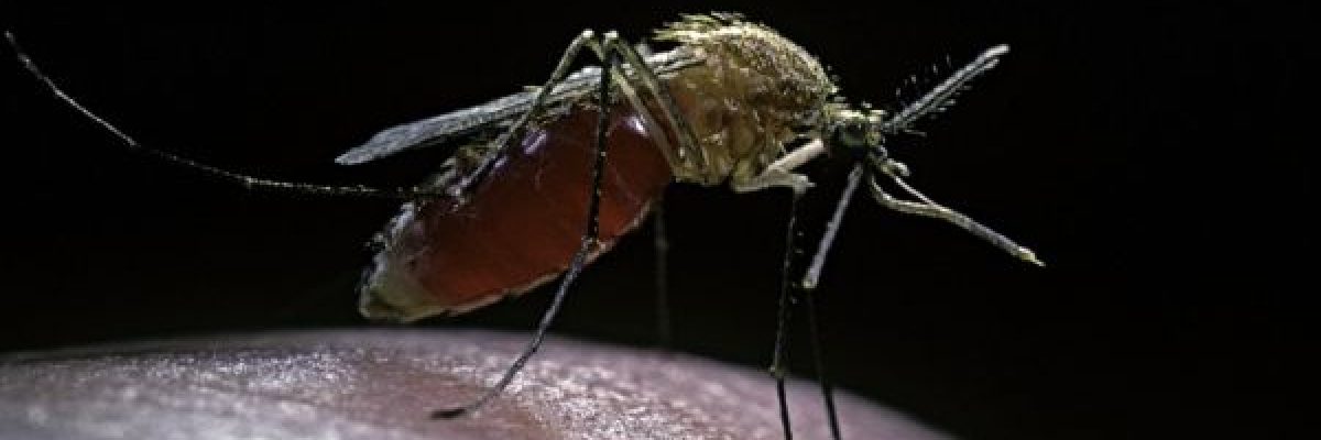 4-الوان-تجذب-البعوض-ينبغي-تجنبها-في-الصيف