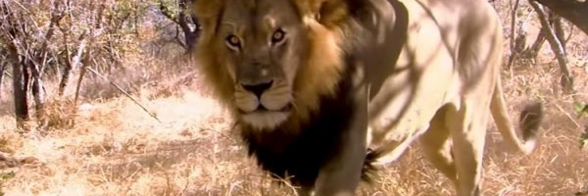 اسد-ينقض-على-مدربه-في-حلبة-السيرك-فيديو