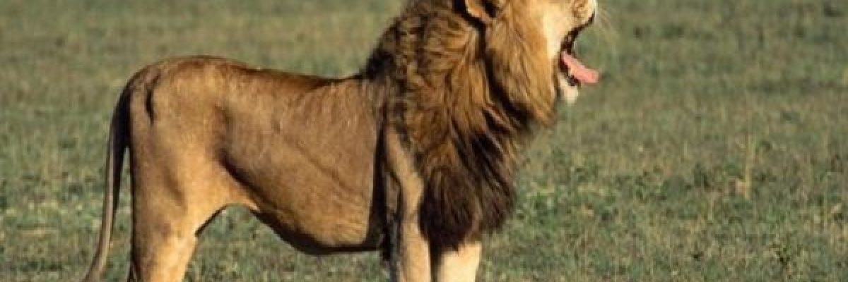 اسد-يهاجم-صاحبه-ويقتله-في-منزله