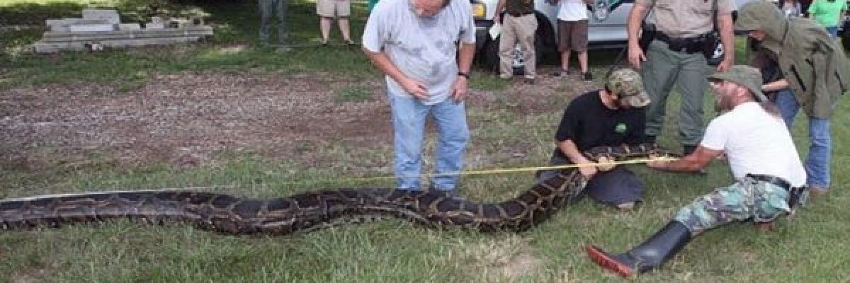 افعى-_اليفة_-تخنق-صاحبها-حتى-الموت