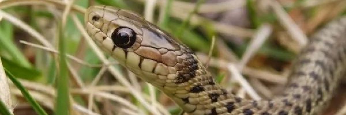 افعى-تبتلع-امراة-خمسينية-وهي-في-طريقها-لمزرعتها-في-اندونيسيا