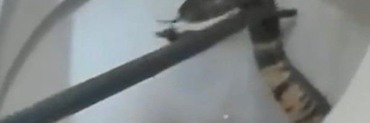 افعى-قاتلة-تترصد-لطفلة-في-المرحاض-فيديو