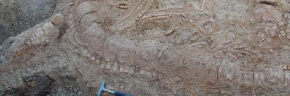 اكتشاف-بقايا-وحش-عاش-بالهند-قبل-150-مليون-سنة