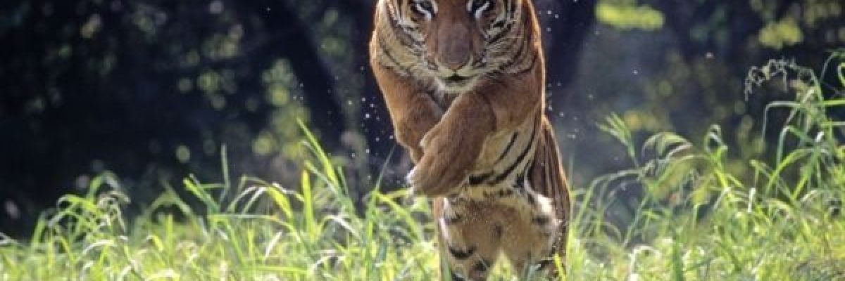 اكل-البشر-في-الهند.-200-جندي-وفيلة-في-عملية-خاصة-لقتل-نمر-اكل-تسعة-اشخاص-فيديو