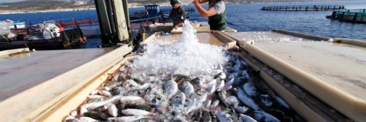 الاحتباس-الحراري-يهدد-الثروة-السمكية-في-العالم