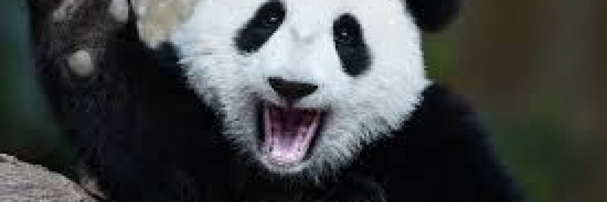 الام-تقتل-ابناءها-او-تاكلهم.-10-من-اغرب-الامهات-واقساهن-في-مملكة-الحيوان