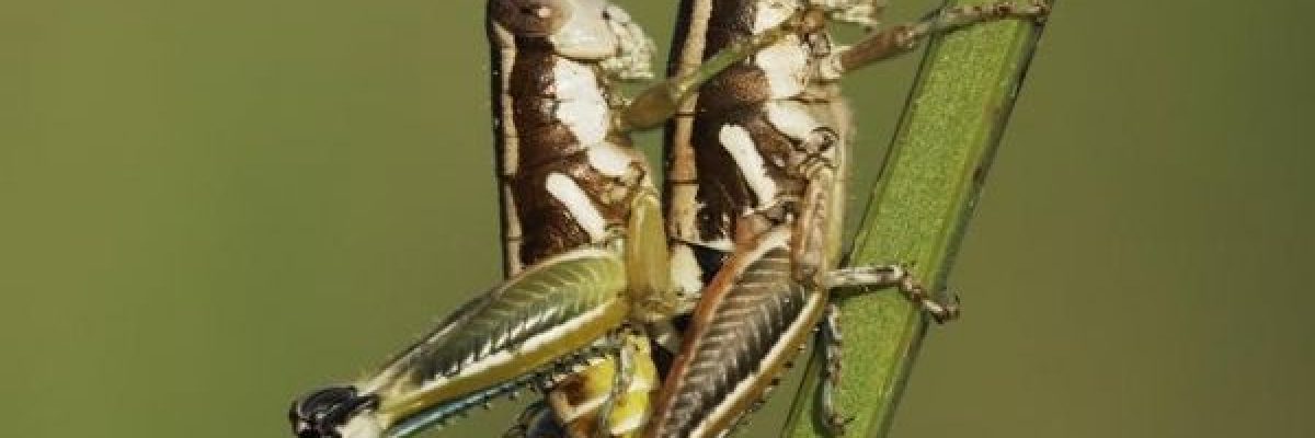 الجراد-ثاني-حشرة-على-_مائدة-الطعام_-في-دول-الاتحاد-الاوروبي