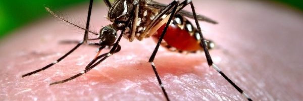 الصحة-العالمية_-نصف-سكان-العالم-معرضون-لخطر-حمى-الضنك