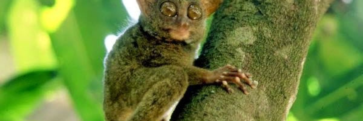 العلماء-قالوا-انها-انقرضت.-حيوانات-نادرة-تظهر-بين-الفينة-والاخرى