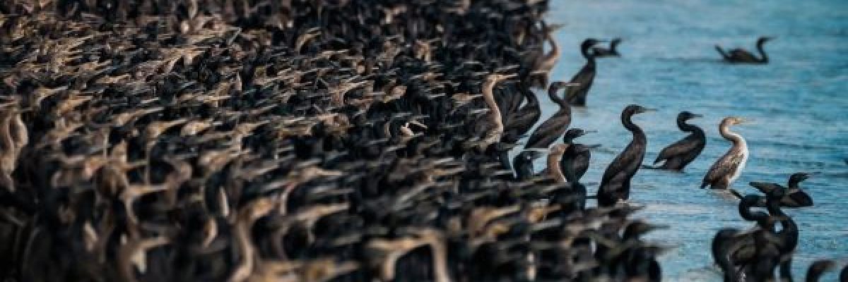 الغاق-السقطري-_يغزو_-احدى-شواطئ-سلطنة-عُمان-في-مشهد-مهيب