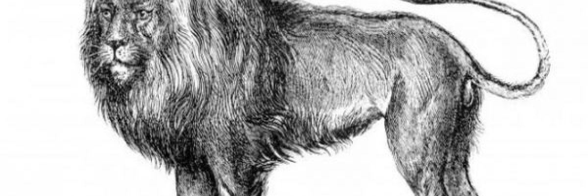 المغرب-يكتشف-بقايا-عظمية-لـ_اسد-الاطلس_-تعود-الى-110-الاف-سنة