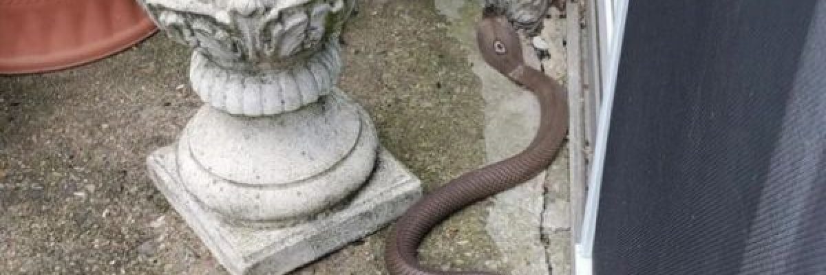 امراة-مُسنة-تحسم-_معركة_-مع-ثعبان-سام-وتقتله