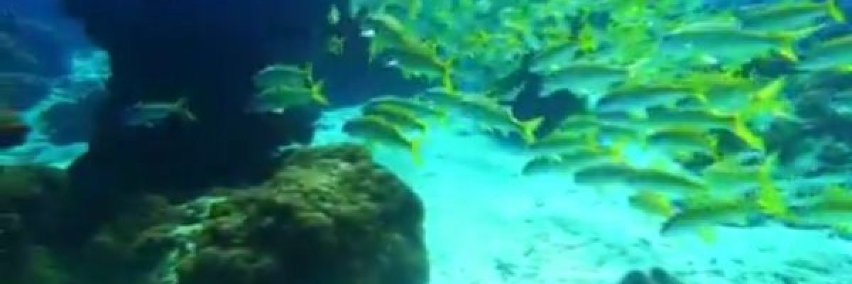 انتاج-فيلم-وثائقي-عن-جزيرة-سخى-بمحافظة-شبوة