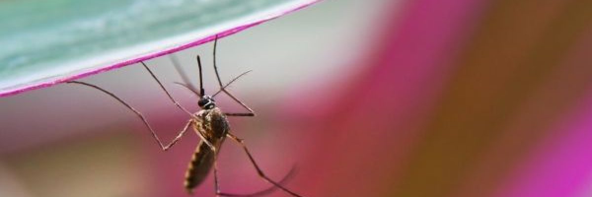 انتشار-البعوض-الحامل-للملاريا-في-اليمن