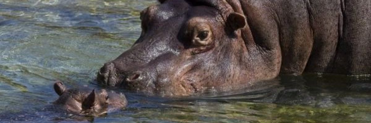 انقاذ-طفل-ابتلع-فرس-النهر-نصف-جسده-في-اوغندا