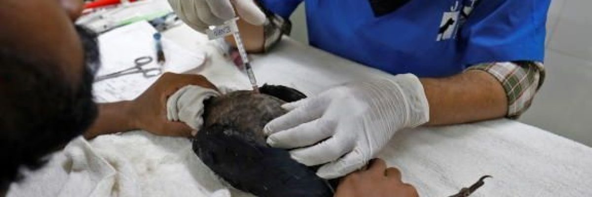 بسبب-موجة-حر-شديدة.-الطيور-تتساقط-من-سماء-الهند