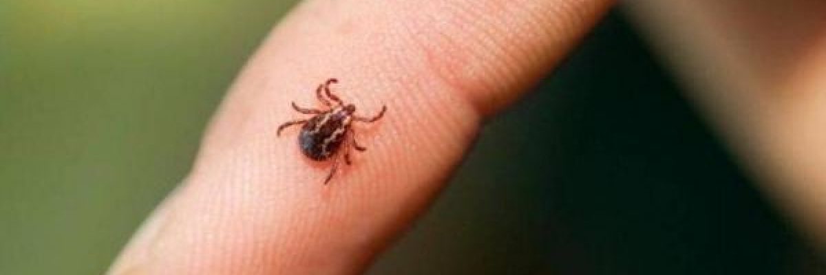 بعد-سنوات-في-الصين.-فيروس-ينتشر-عن-طريق-القراد-في-اوروبا