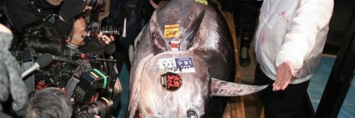 بيع-سمكة-تونة-بـ-1.8-مليون-دولار-في-مزاد-السنة-الجديدة