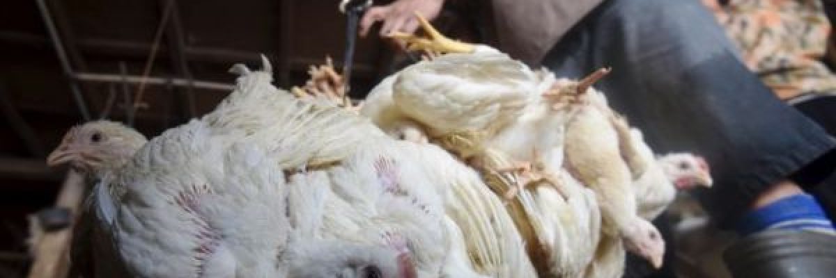 تعرف-على-اكثر-الشعوب-استهلاكاً-للدواجن-في-العالم