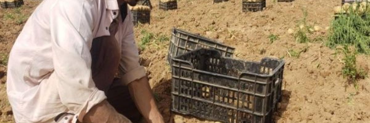 تعرف-على-فوائد-البطاطا-وكيف-يمكن-الاستفادة-منها؟