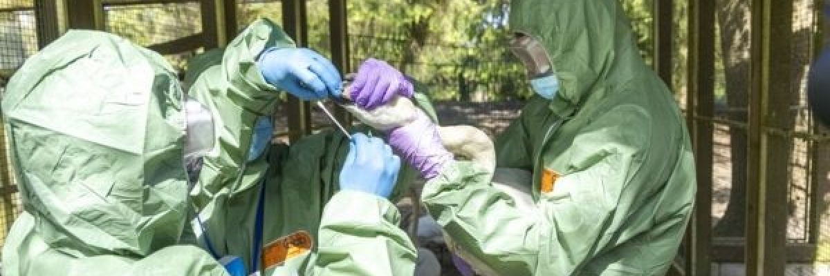 تفش-جديد-لانفلونزا-الطيور-في-استراليا