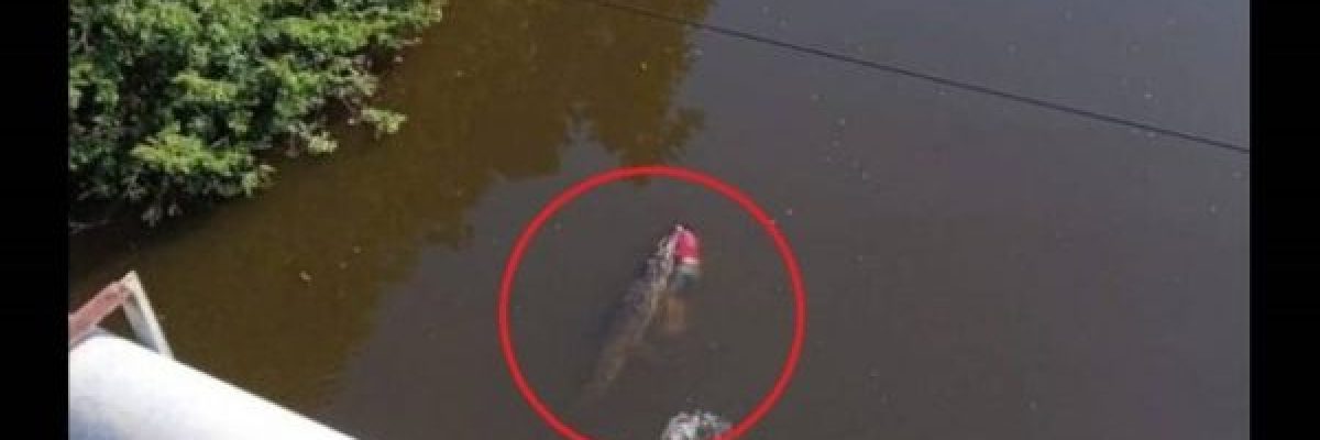 تمساح-يلتهم-لاعب-كرة-القدم.-فيديو-صادم