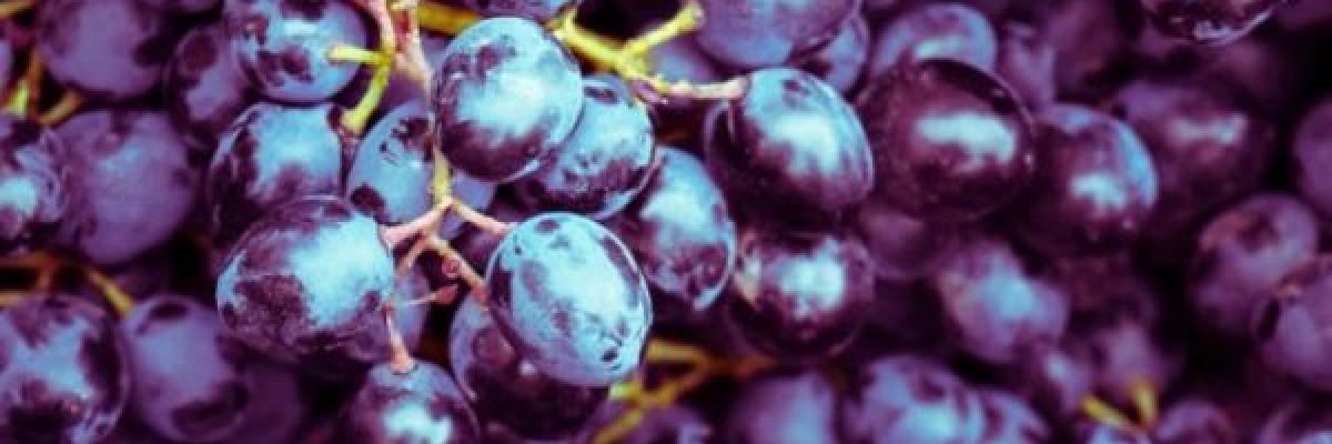 تناول-الفواكه-الداكنة-قد-يساعد-في-حفظ-قدرات-الرئتين