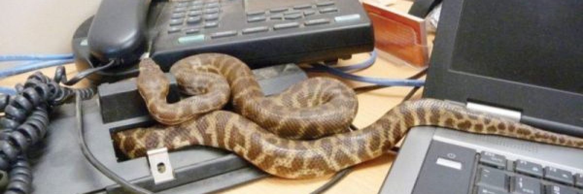 ثعابين-تجبر-رئيس-دولة-على-مغادرة-مكتبه