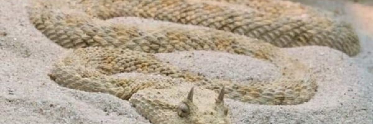 ثعابين-قاتلة-تغزو-_حي-مصري_-راقي-وتثير-رعب-السكان