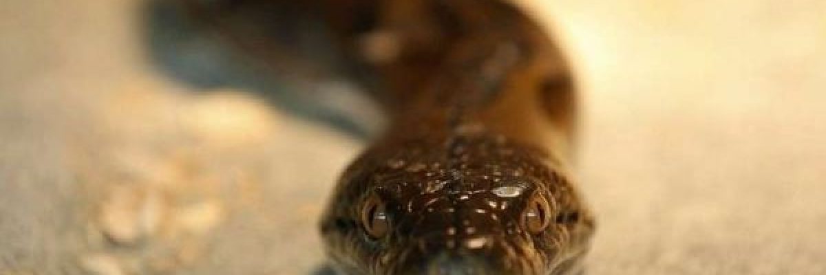 ثعبان-يلتهم-_حمامة_-وسط-لندن-ويشعل-جدل-مواقع-الانترنت-فيديو