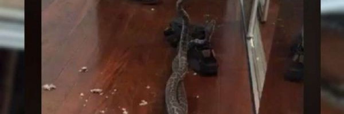 ثعبانان-يسقطان-من-سقف-غرفة-نوم-اثناء-معركة-_باسم-الحب_-فيديو