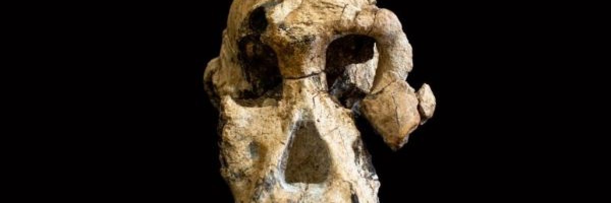 جمجمة-لاشباه-البشر-عمرها-حوالي-4-ملايين-عام