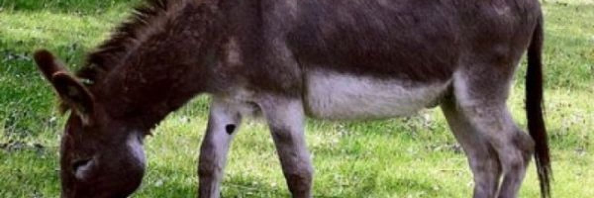 حمير_-السفارة-الفرنسية-تثير-غضب-مسؤولين-في-بوروندي