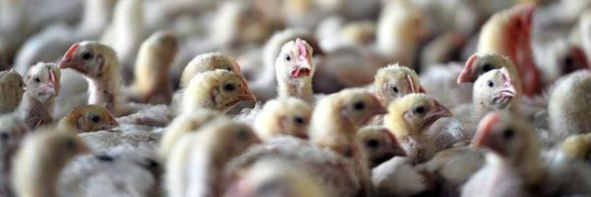 خليه-يقاقي_.-حملة-شعبية-مغربية-لمقاطعة-الدجاج