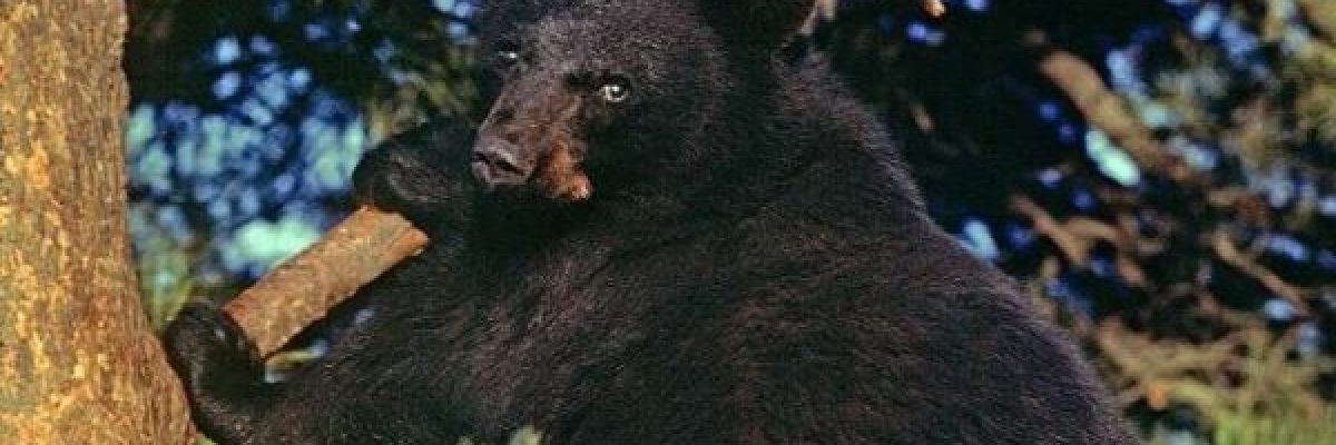 دب-شرس_-ينقذ-طفلاً-تائهاً-من-الموت-المحقق-في-الغابة