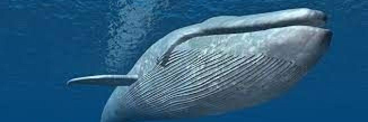 دراسة-تكشف-سر-ضخامة-الحيتان