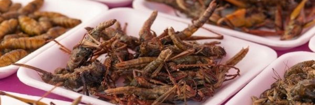 دراسة-تكشف_-اكل-الحشرات-_يحميك_-من-احد-اخطر-امراض-العصر