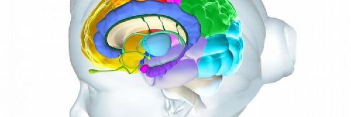 دراسة-حديثة-تكشف-ان-السن-الحقيقي-للبلوغ-هو-30-عاما.-كيف-ذلك؟