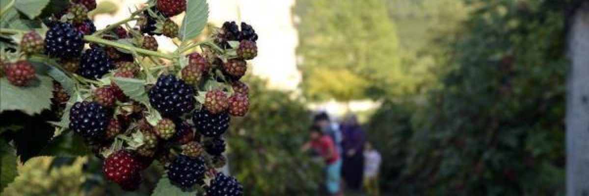 دراسة_-التوت-الازرق-يحسن-اداء-ذاكرة-الاطفال