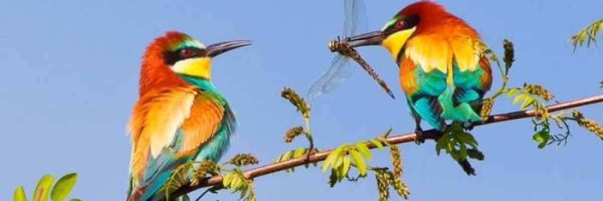 دراسة_-تغريد-العصافير-يخفف-من-القلق-ويبث-الطمانينة-في-النفس