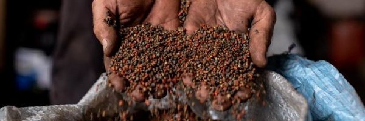 دراسة_-فضلات-الانسان-اسمدة-امنة-لزراعة-الخضروات