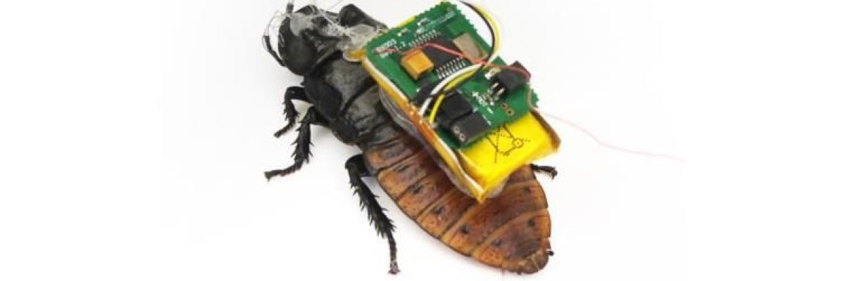 ذبابة-استخباراتية.-هكذا-تستخدم-اجهزة-الامن-الحشرات-للتجسس-عليك