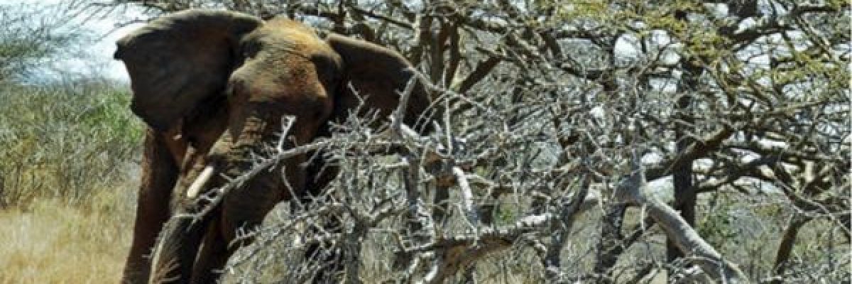 رجل-حاول-تنويم-فيل-فسحقه-برجليه-فيديو