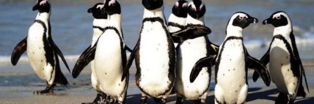 سرب-من-النحل-يقتل-عشرات-من-طيور-البطريق-المهددة-بالانقراض