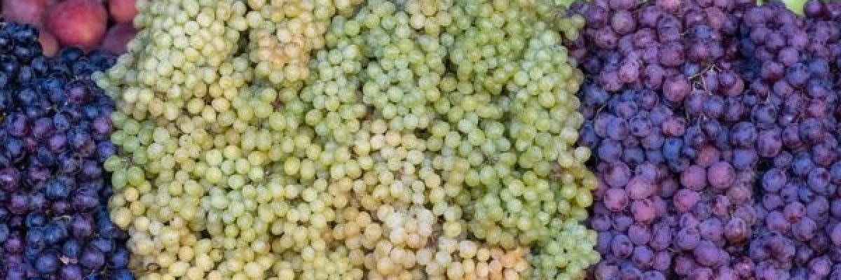 سفارة-واشنطن-تسلط-الضوء-على-شهرة-العنب-اليمني