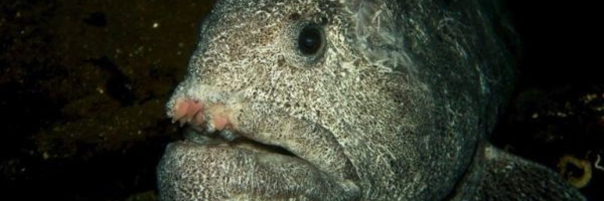 سمكة-تطحن-علبة-معدنية-بفكها-المفترس-رغم-نفوقها-فيديو