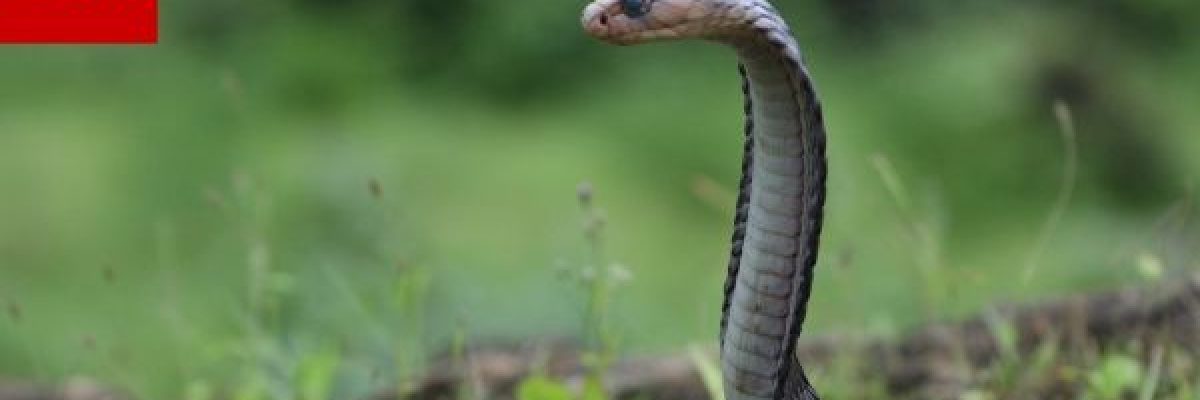 سمها-مدمر-للجهاز-العصبي.هكذا-ظهرت-الكوبرا-العربية-بعدسة-مصور-عُماني