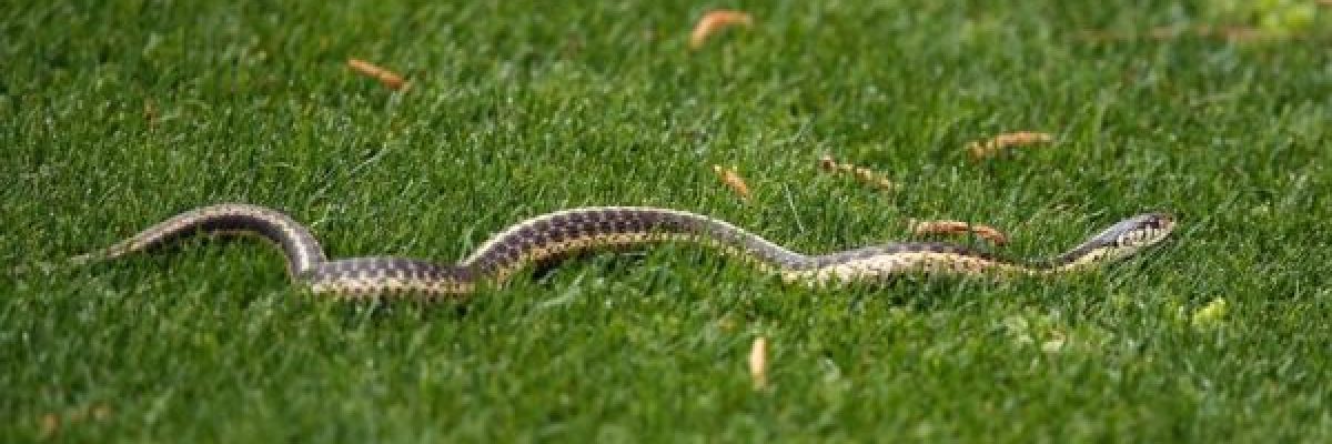 شاهد-افعى-تقتحم-ملعب-وتوقف-مجريات-مباراة