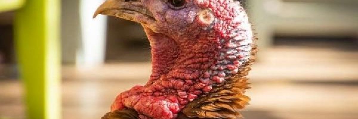 شاهد-بالفيديو.-كيف-هاجم-_ديك-رومي_-غاضب-طفلا-اثناء-عودته-من-المدرسة؟