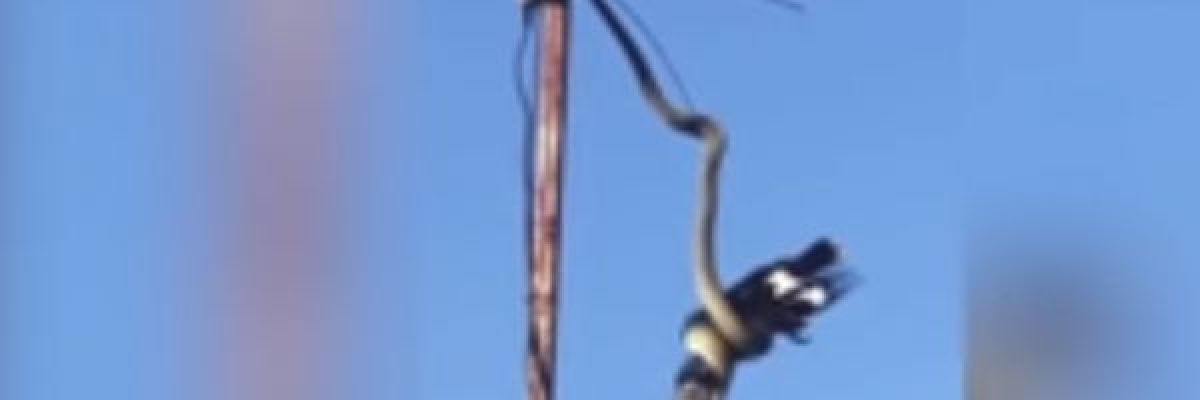 شاهد-ثعبان-معلق-بالهواء-يلتهم-طائر-بطريقة-مرعبة